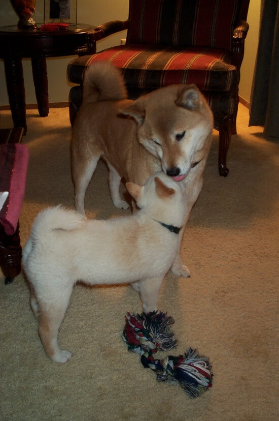 伊朗男足在巴黎奥运会比赛中以3-0击败几内亚,伊朗男子足球队