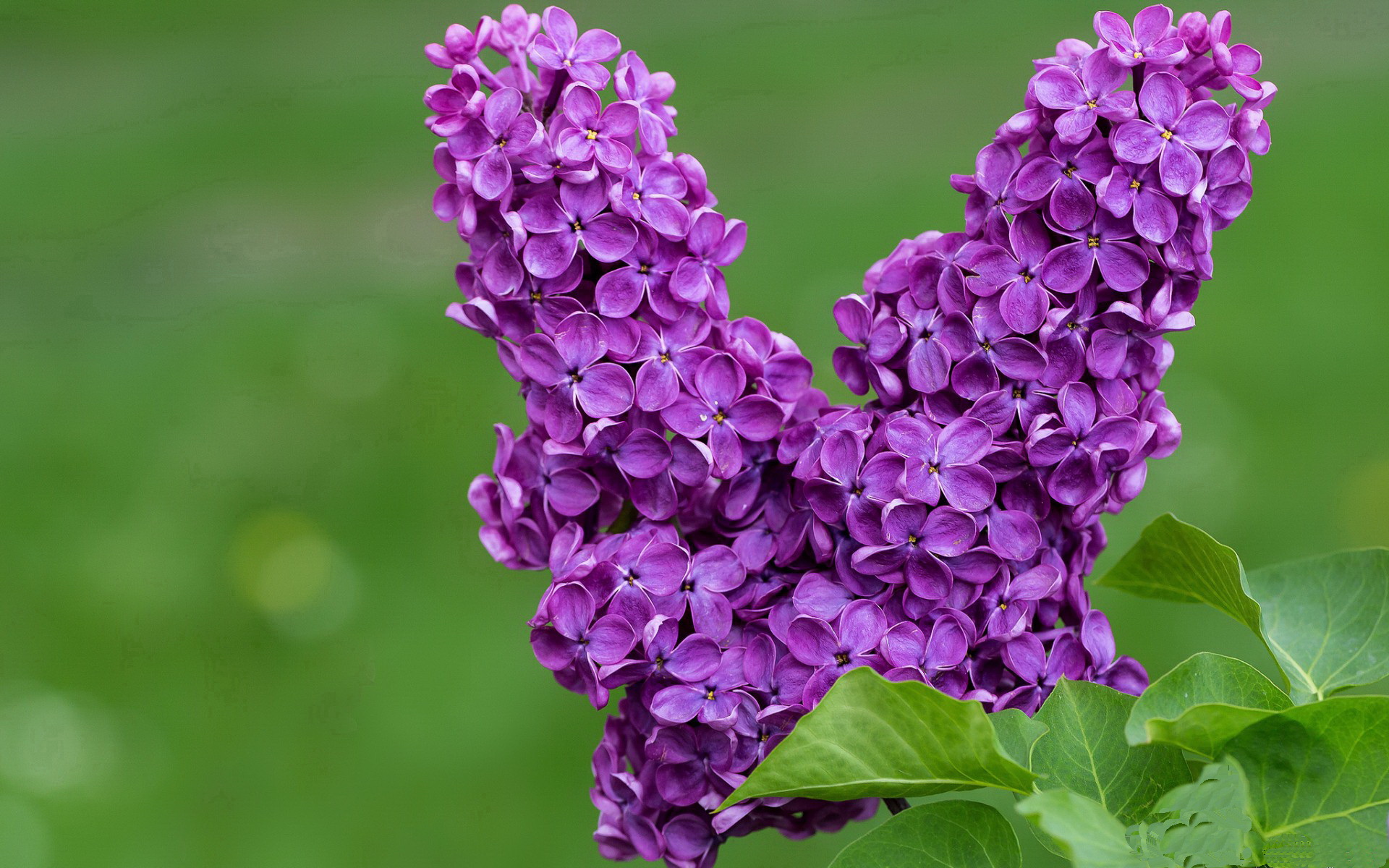 中国篮球明星转型成为商业偶像，影响力扩大，中国篮球明星介绍