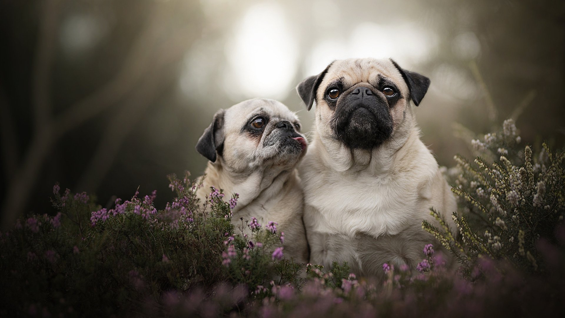 开云备用-历史回眸：欧冠对决中的经典精彩瞬间，欧冠经典比赛视频回放