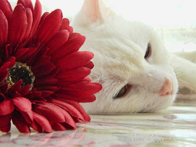 大型国际台球竞技平台启动,为运动员搭桥铺路,国际台球大赛